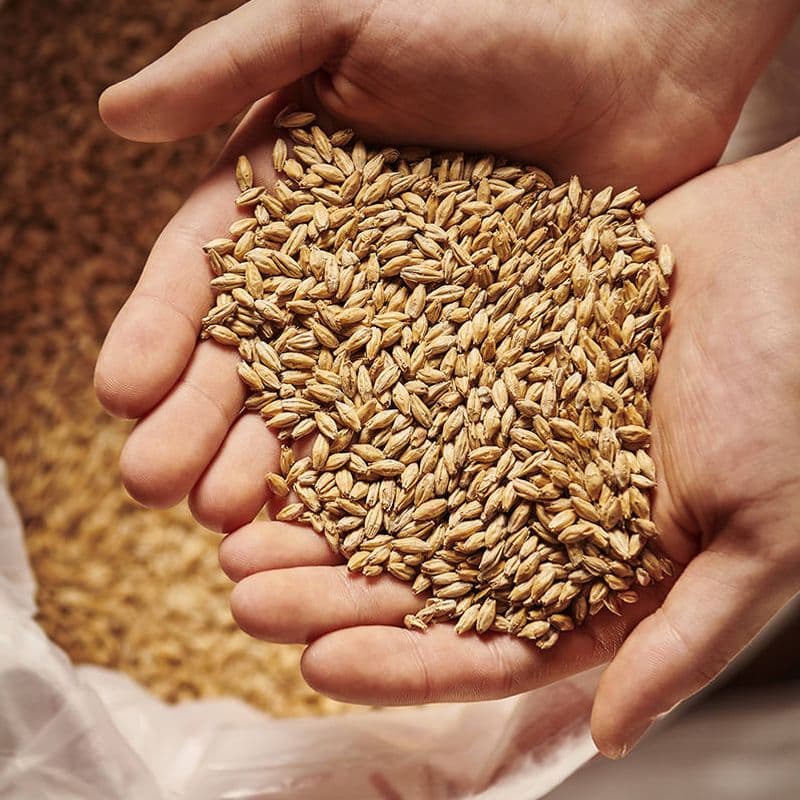 Eraclea pilsner malt (EBC 2,5-4,5) - Weyermann