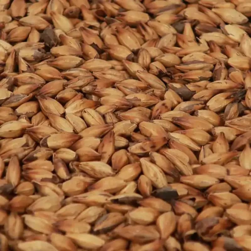 Special B malt (300 EBC) - Castle Malting