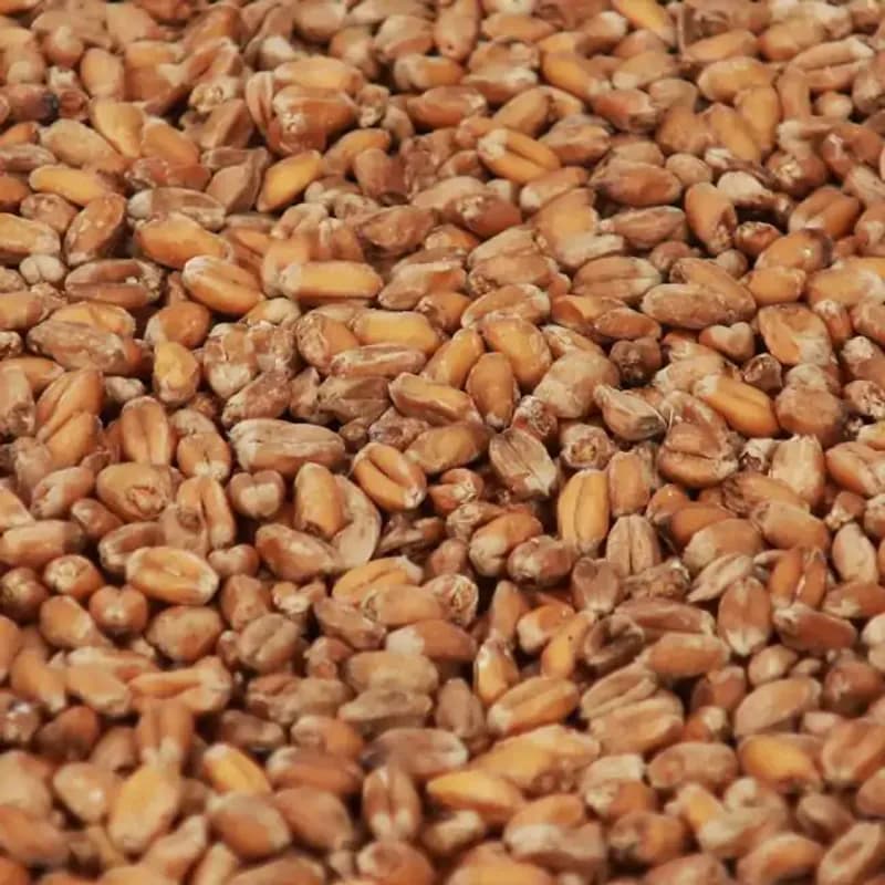 Wheat Crystal Malt (150 EBC) - Castle Malting