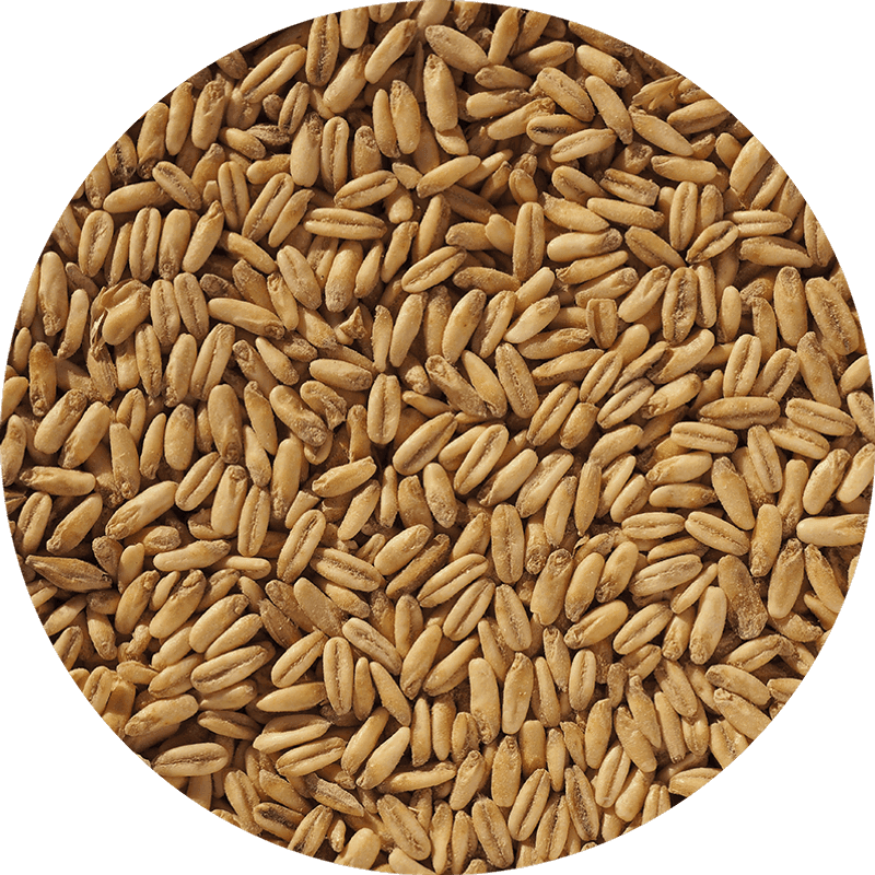 Naked oat malt (2-8EBC) - Crisp Malting