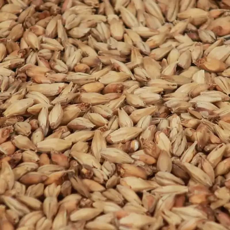 Munich malt ( 25 EBC) - Castle Malting