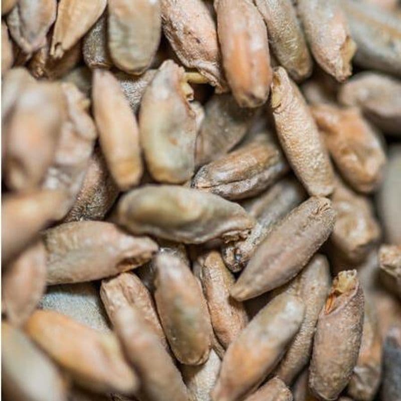 Rug malt - Crisp Malting