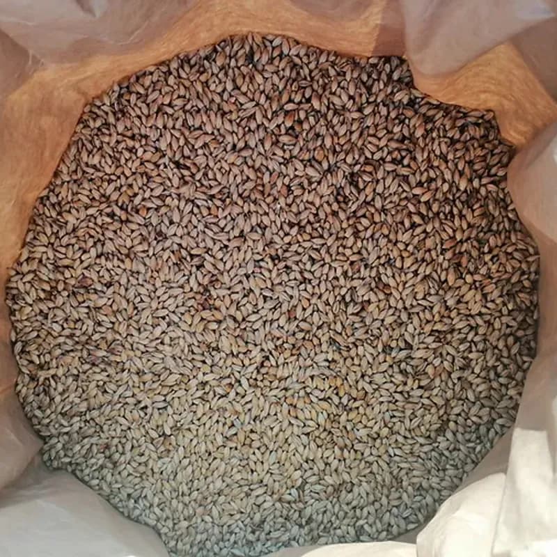 Ristet økologisk Domen byggmalt (17EBC) - Malteriet